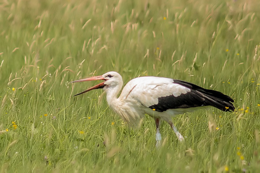 Weissstorch