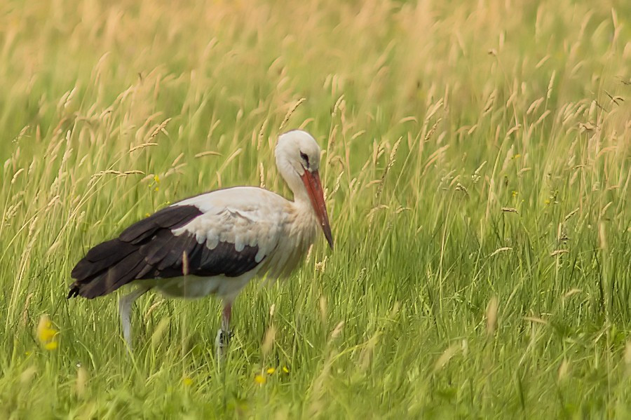 Weissstorch
