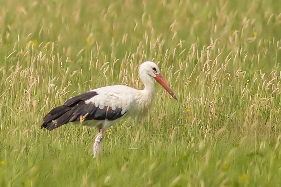 Weissstorch