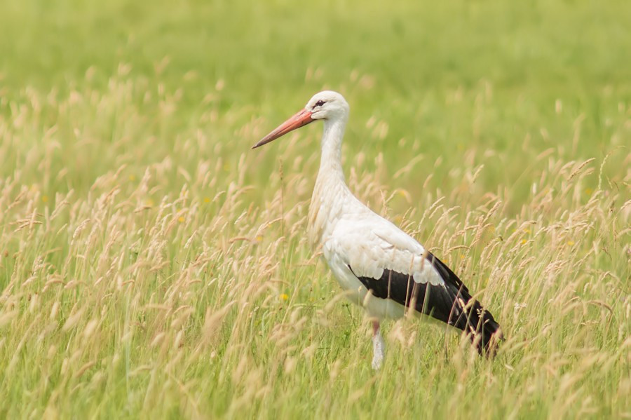 Weissstorch