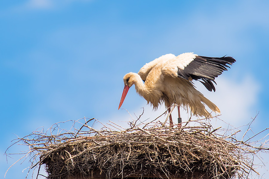 Weissstorch