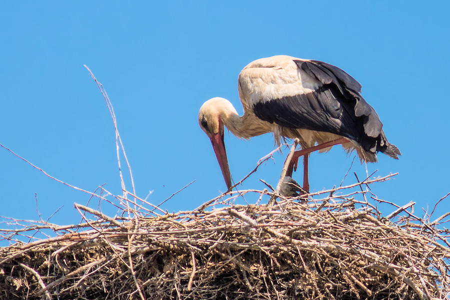 Weissstorch