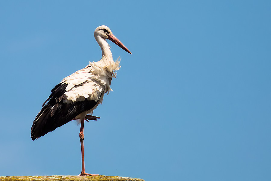 Weissstorch