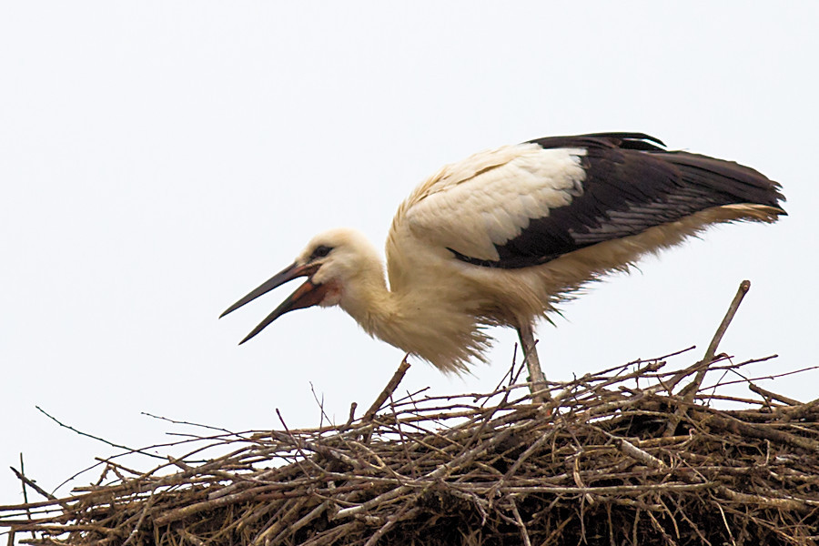 Weissstorch Raini