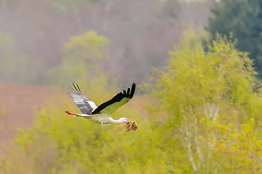 Weissstorch bei Schwabsberg