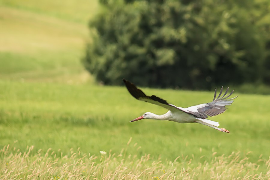 Weissstorch im Flug