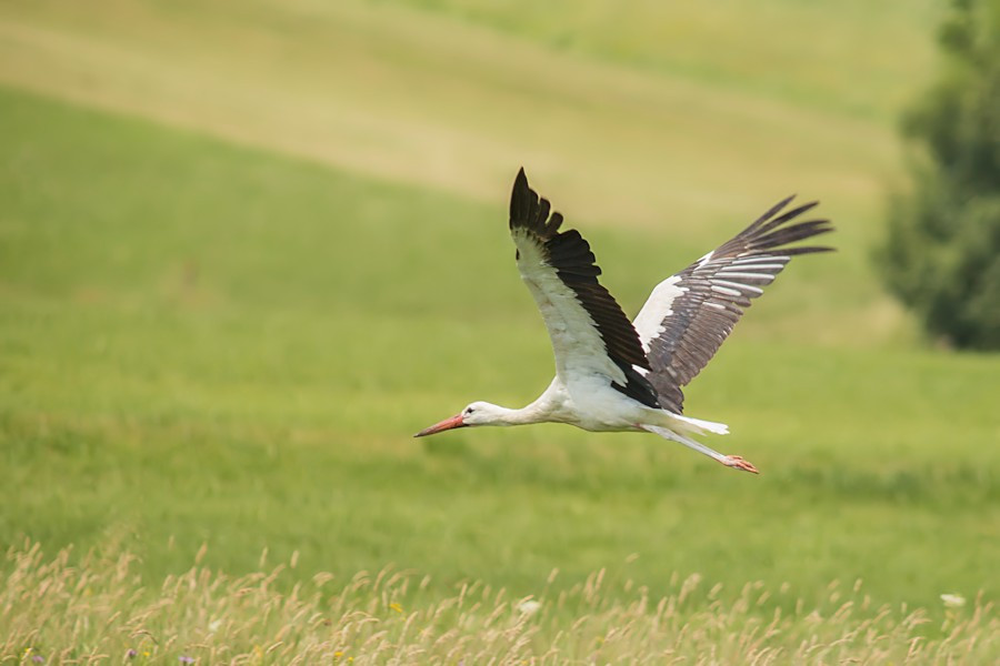 Weissstorch im Flug