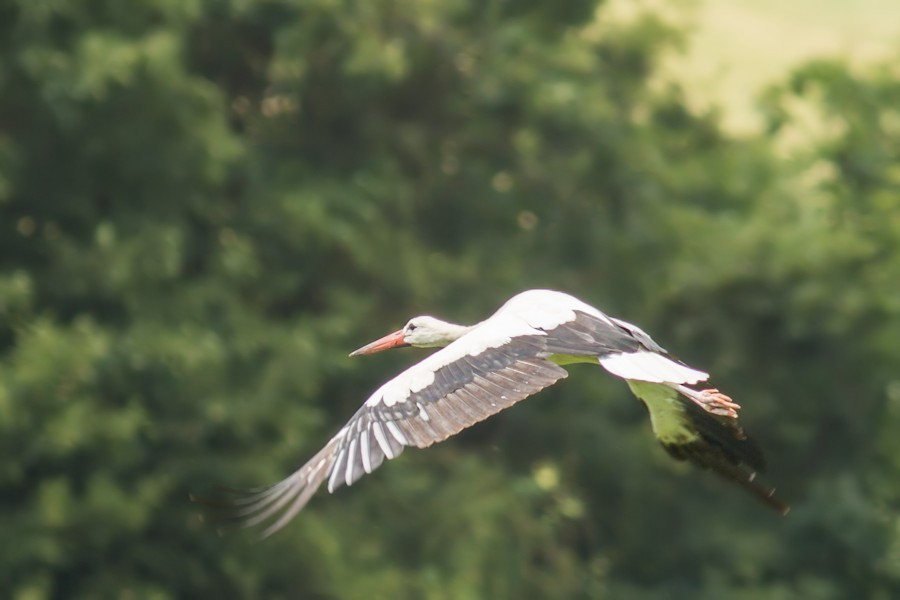 Weissstorch im Flug