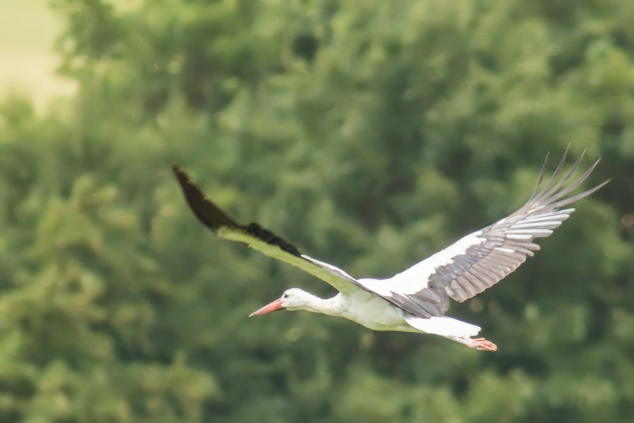 Weissstorch im Flug