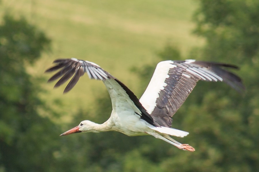 Weissstorch im Flug