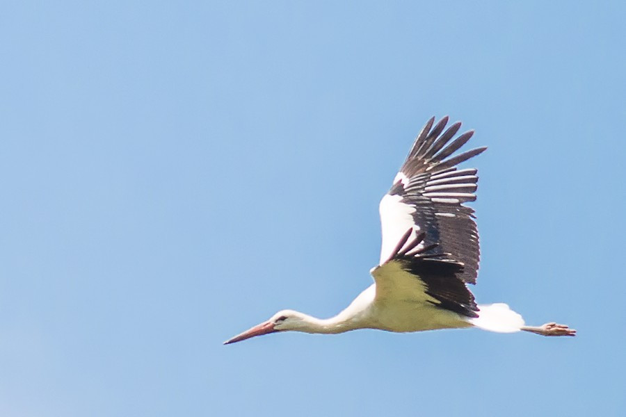 Weissstorch im Flug
