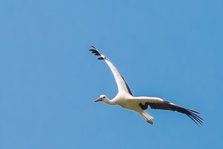 Weissstorch im Flug