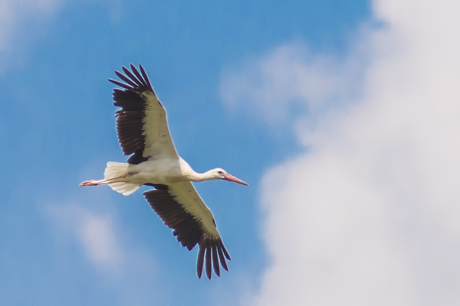 Weissstorch im Flug