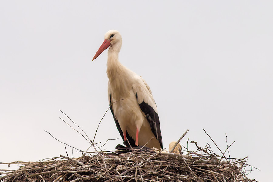 Weissstorch in Schwabsberg