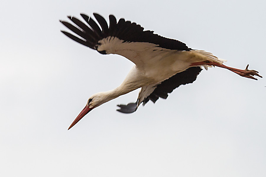 Weissstorch in Schwabsberg