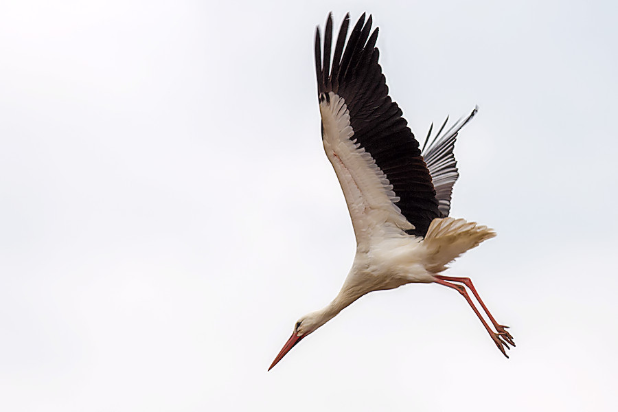 Weissstorch in Schwabsberg