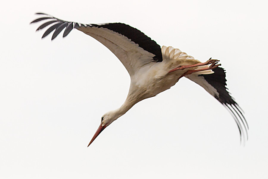 Weissstorch in Schwabsberg