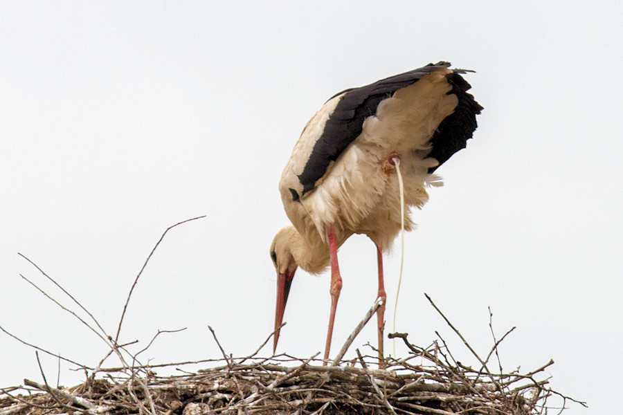 Weissstorch mit Verdauung