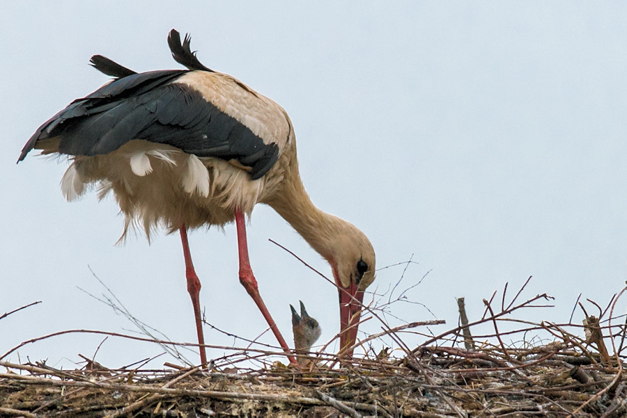 Weisstorch mit Küken in Schwabsberg