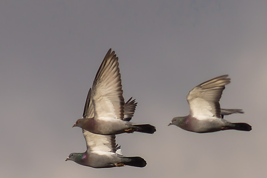 Tauben im Flug