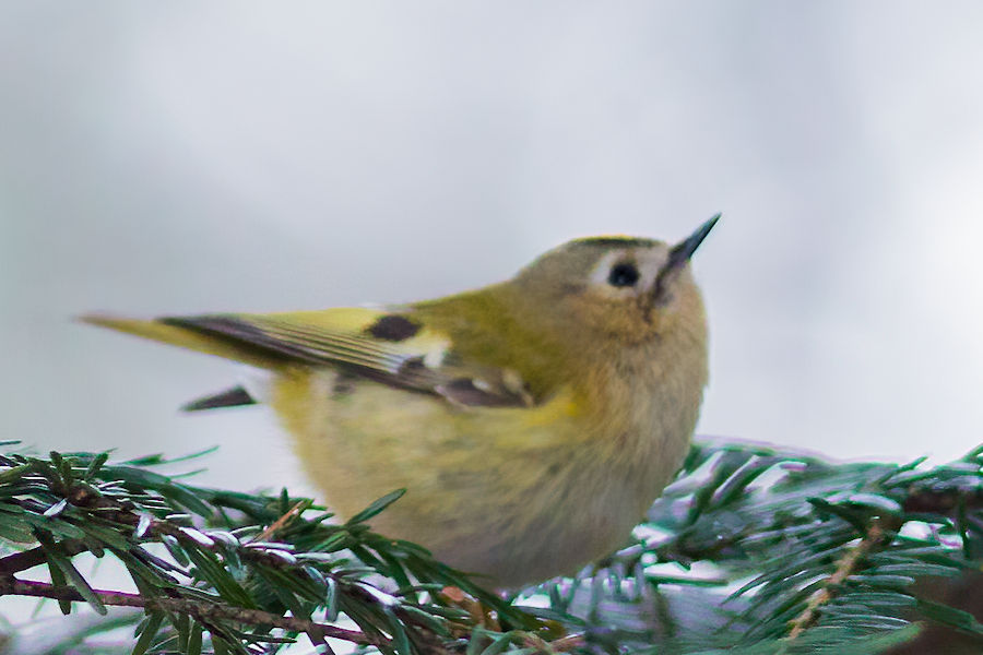 Wintergoldhähnchen
