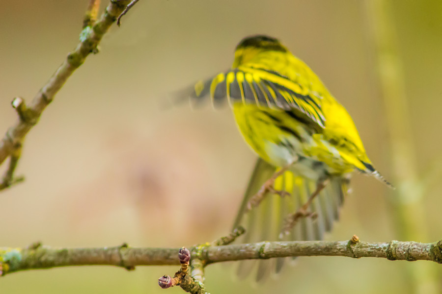 Zeisig beim Abflug