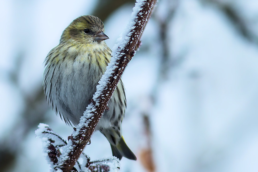 Zeisig im Winter