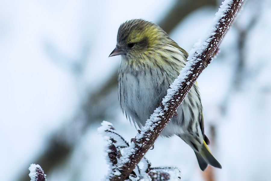 Zeisig im Winter