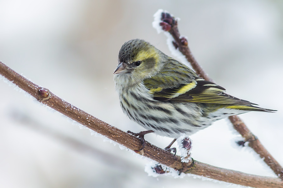 Zeisig im Winter