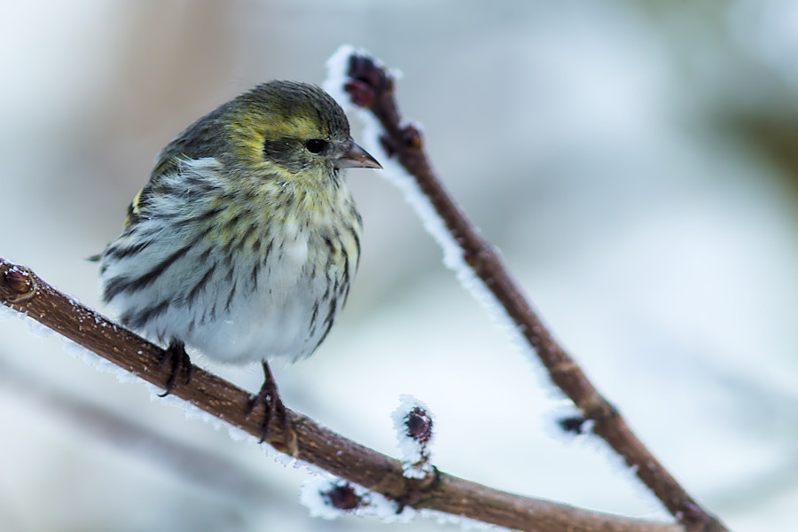 Zeisig im Winter