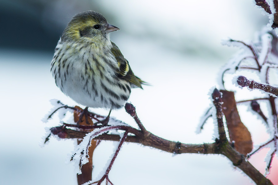 Zeisig im Winter