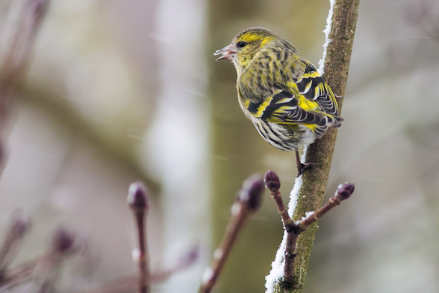 Zeisig im Winter