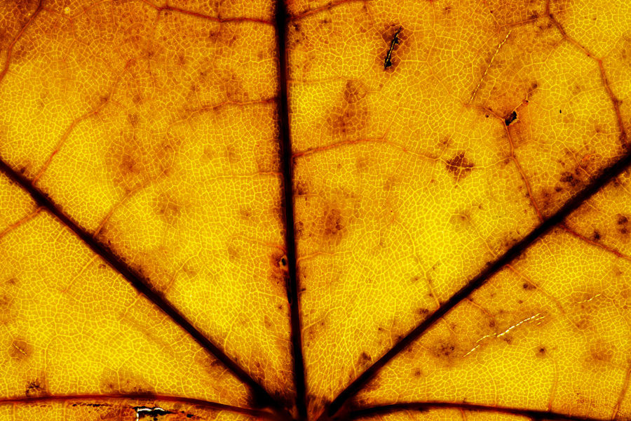 Ahornblatt im Herbst