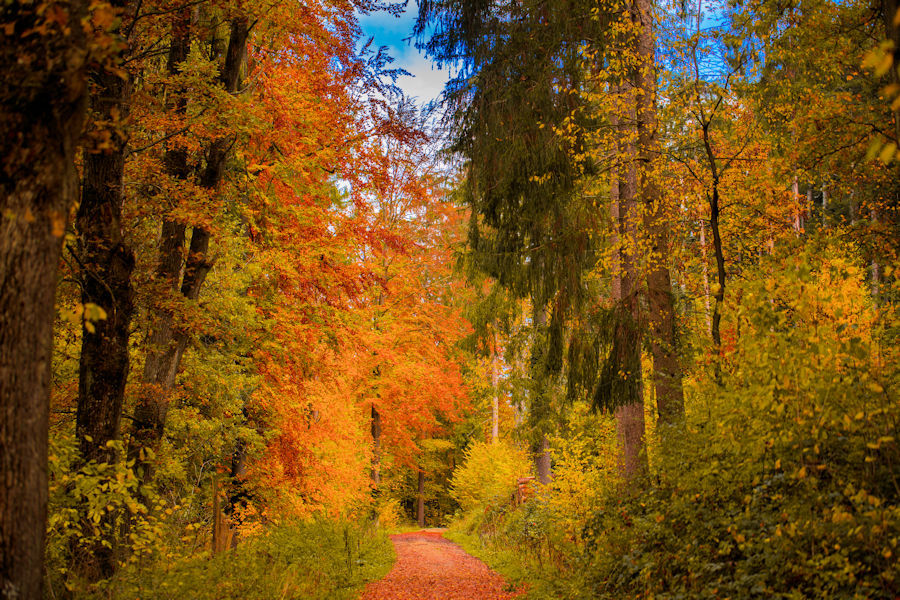 Herbst im Wald