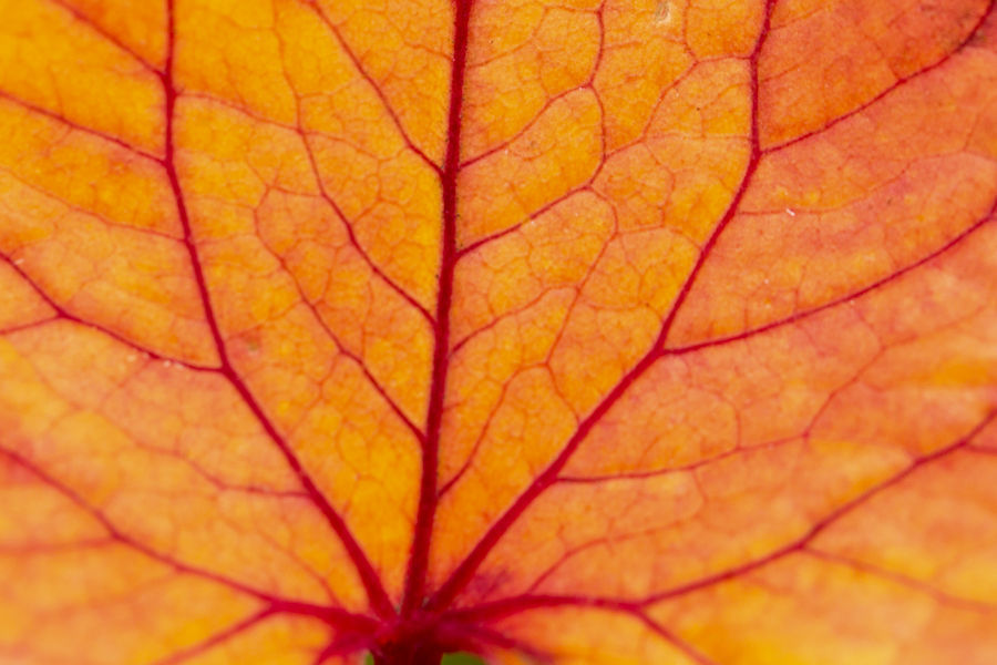 Herbstliches Blatt