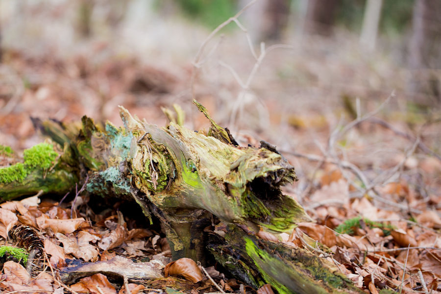 Monster im Wald