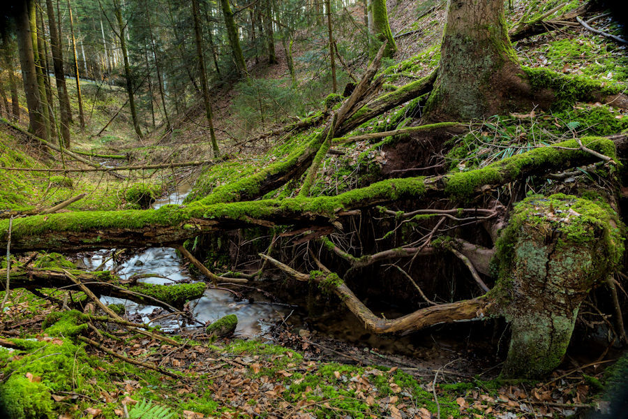 Wilflinger Bach