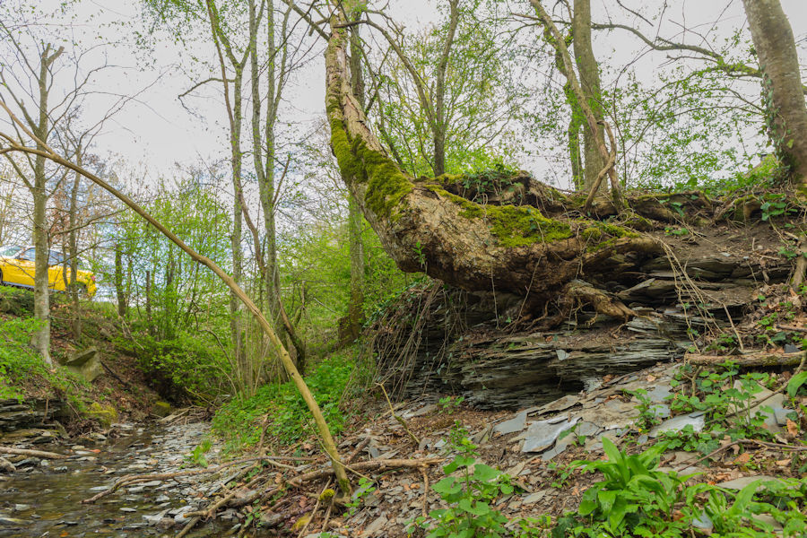 beim Laubach Schiefer und Baumwurzel