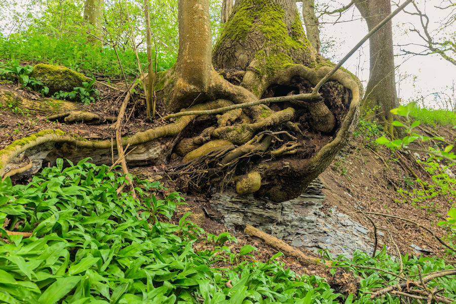 beim Laubach Schiefer und Baumwurzel und Bärlauch