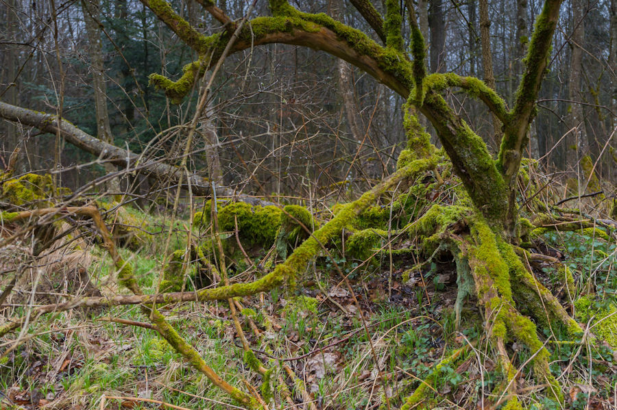 im Wald