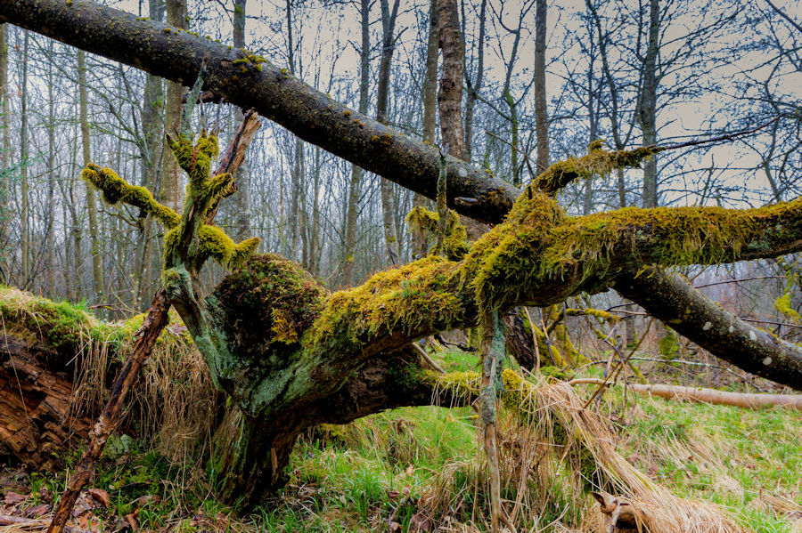im Wald