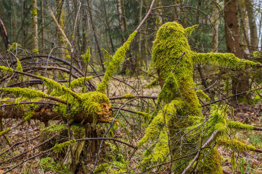 im Wald