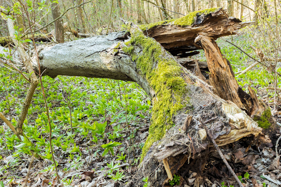 im Wald