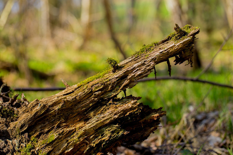 im Wald