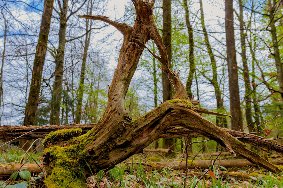 im Wald