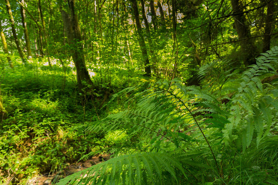 im Wald
