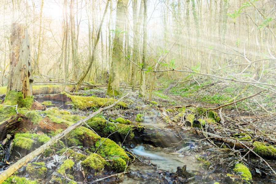im Wald beim Pflaumbach
