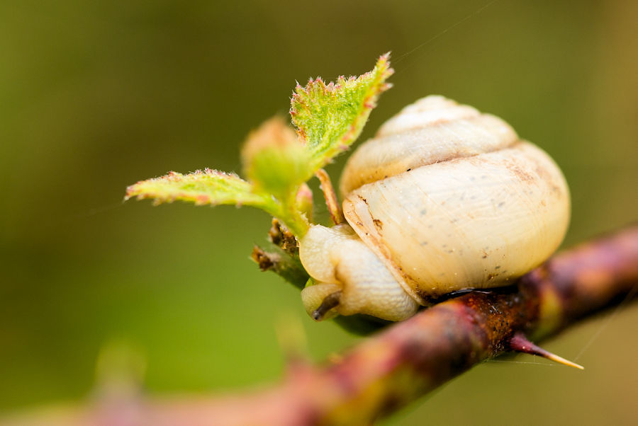 kleine Schnecke