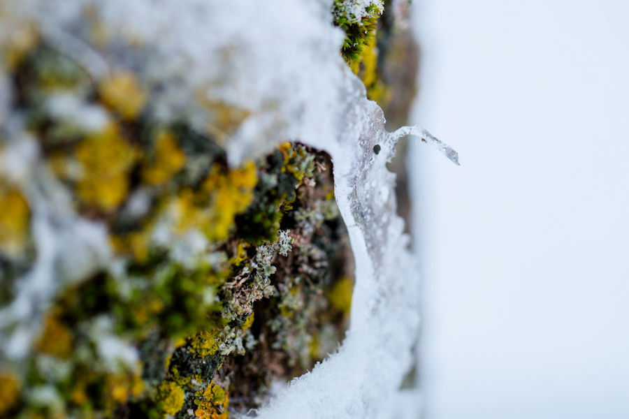 Eisschicht an einem Baum