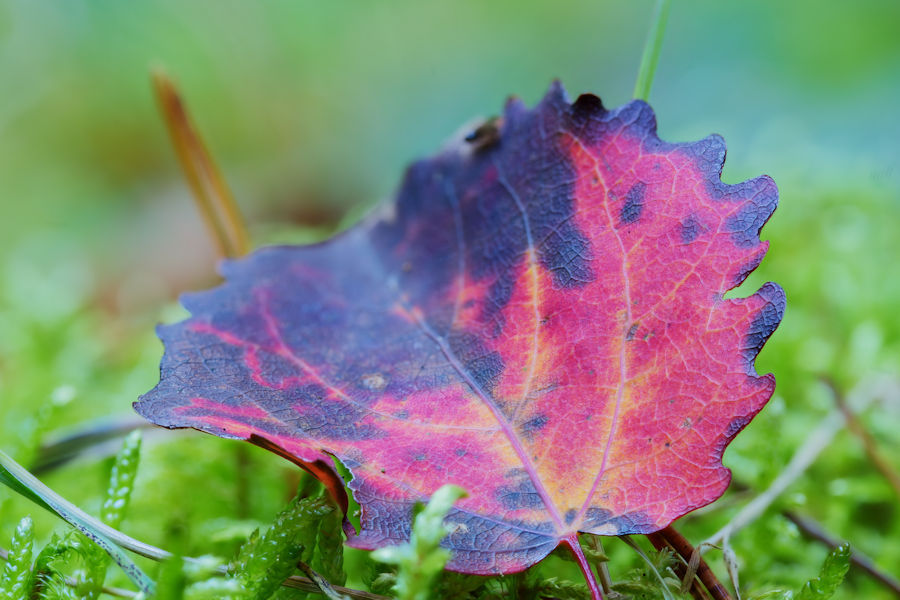 Herbstlich gefärbtes Blatt